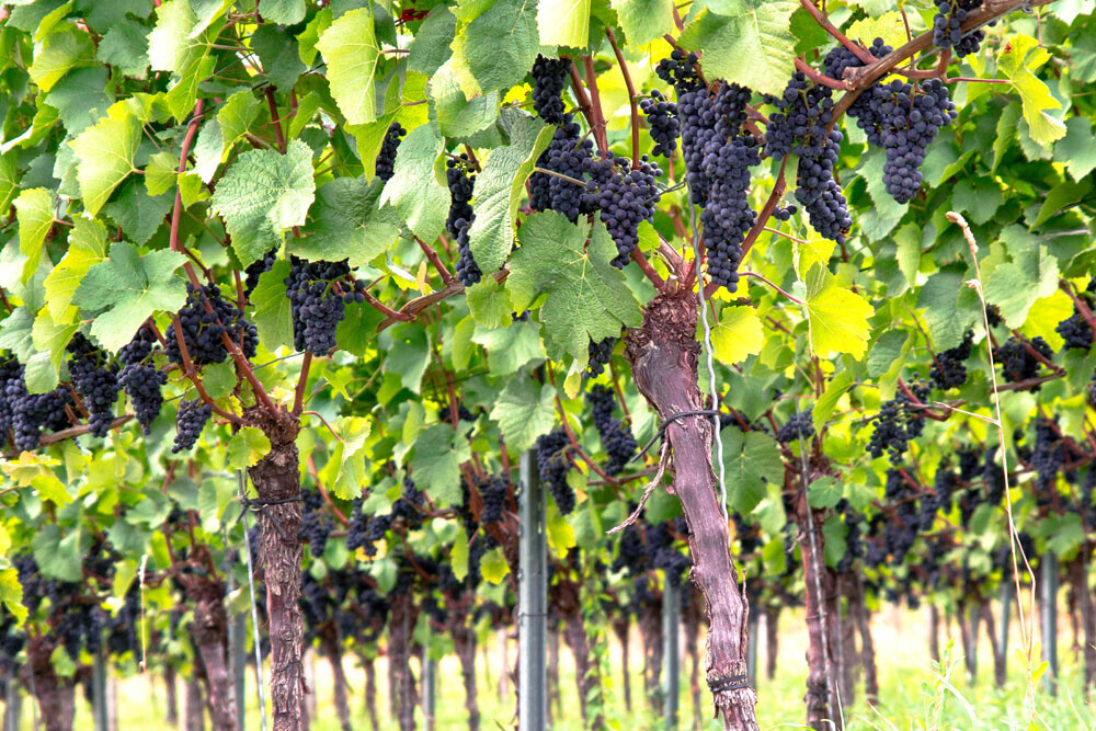 Bilder Weingut Röschard