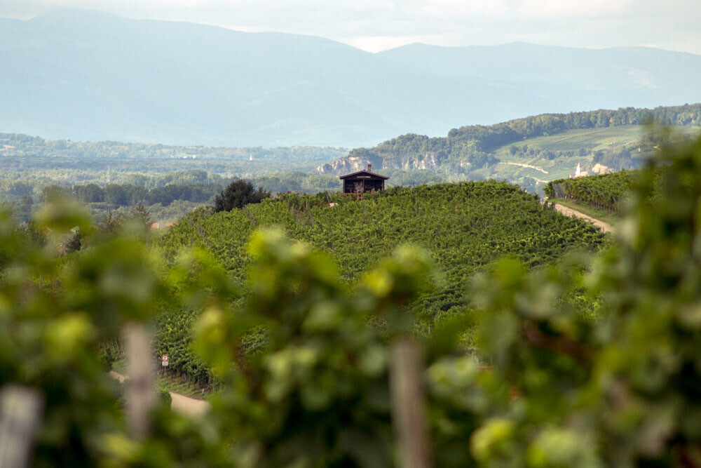 Bilder Weingut Röschard