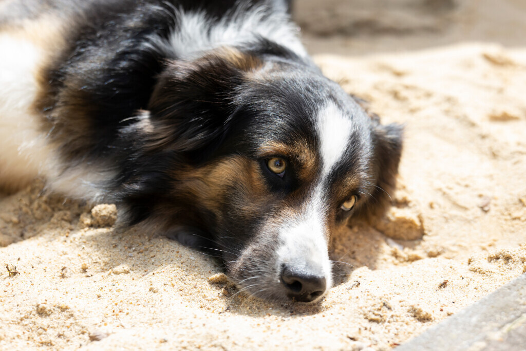 Bilder Wohngemeinschaft Heidehort GmbH