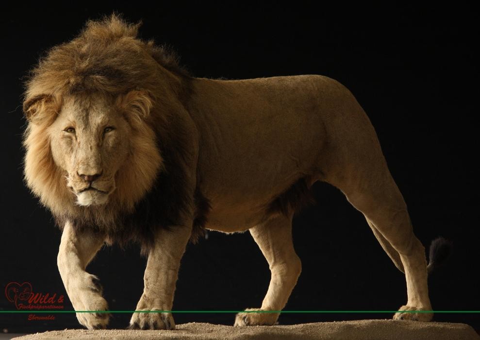 Bilder Wild- und Fischpräparation