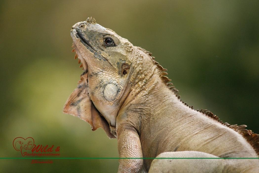 Bilder Wild- und Fischpräparation