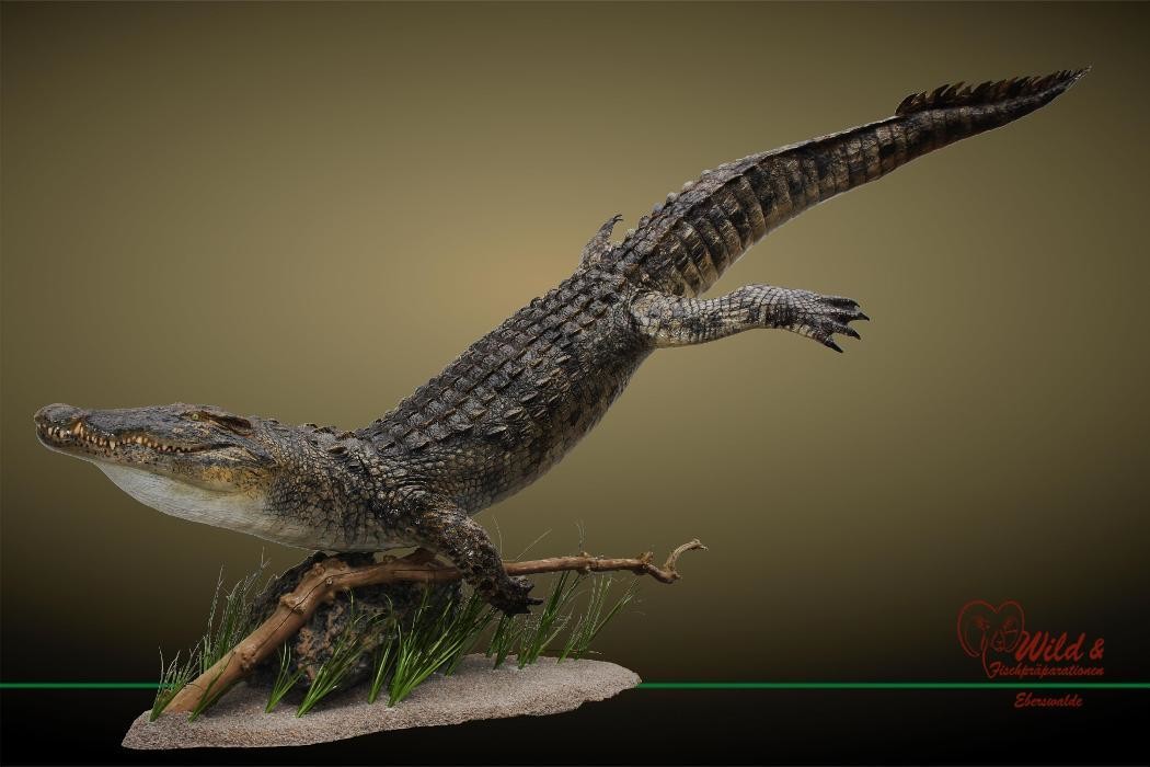 Bilder Wild- und Fischpräparation