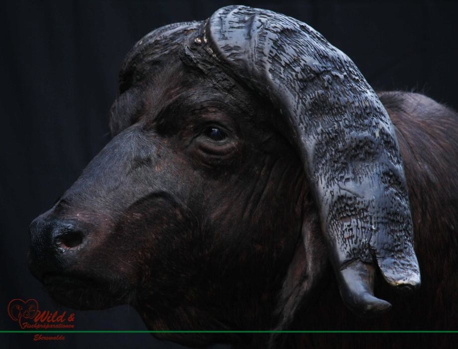 Bilder Wild- und Fischpräparation