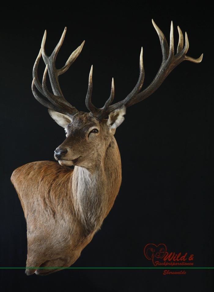 Bilder Wild- und Fischpräparation