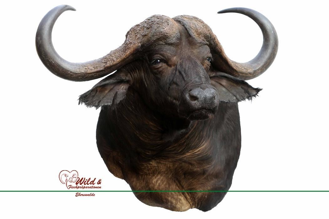 Bilder Wild- und Fischpräparation