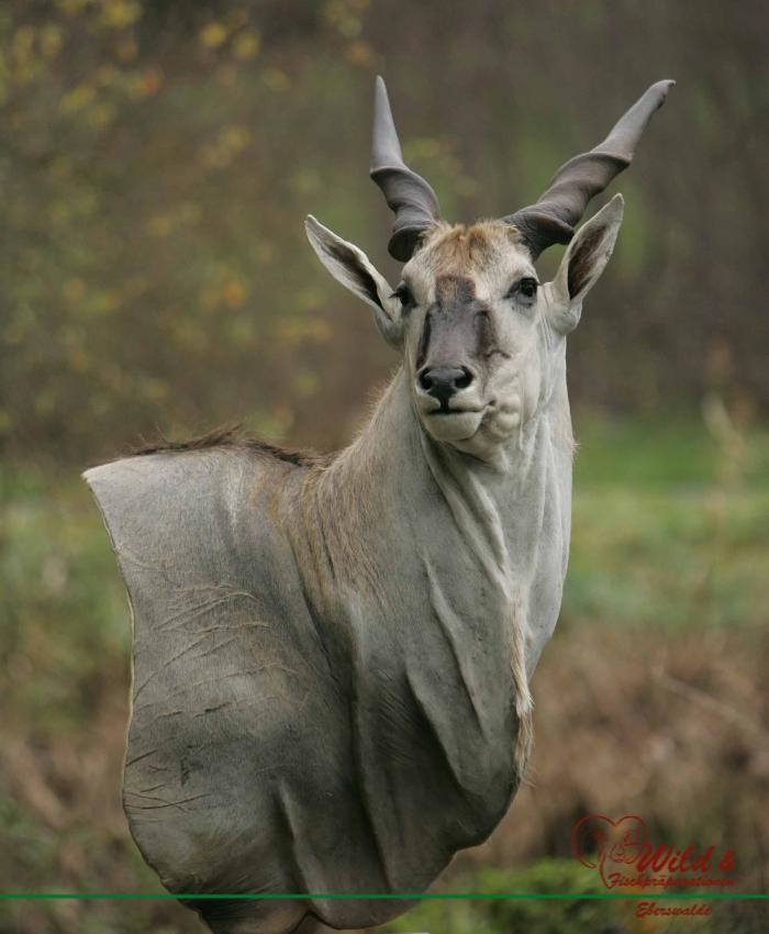 Bilder Wild- und Fischpräparation