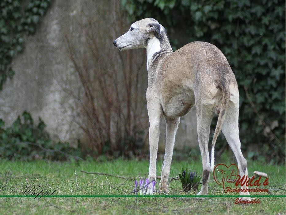 Bilder Wild- und Fischpräparation