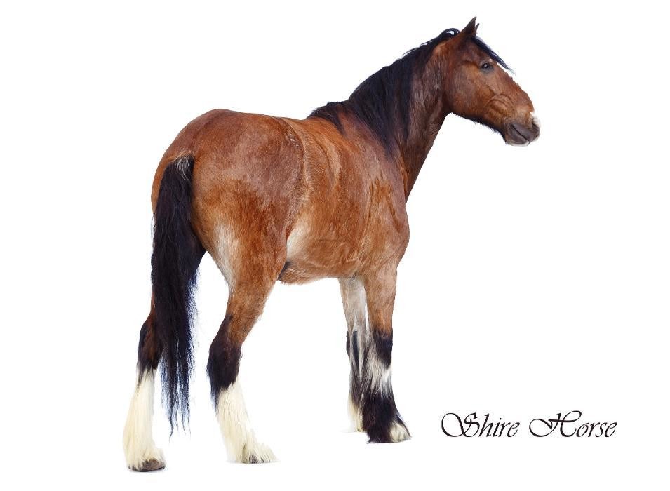 Bilder Wild- und Fischpräparation