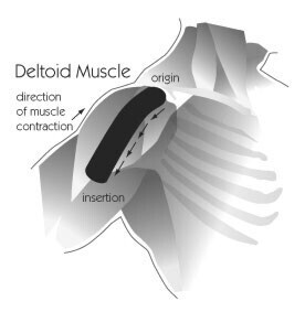 Bilder Physio-QI - Institut für physikalische Therapie