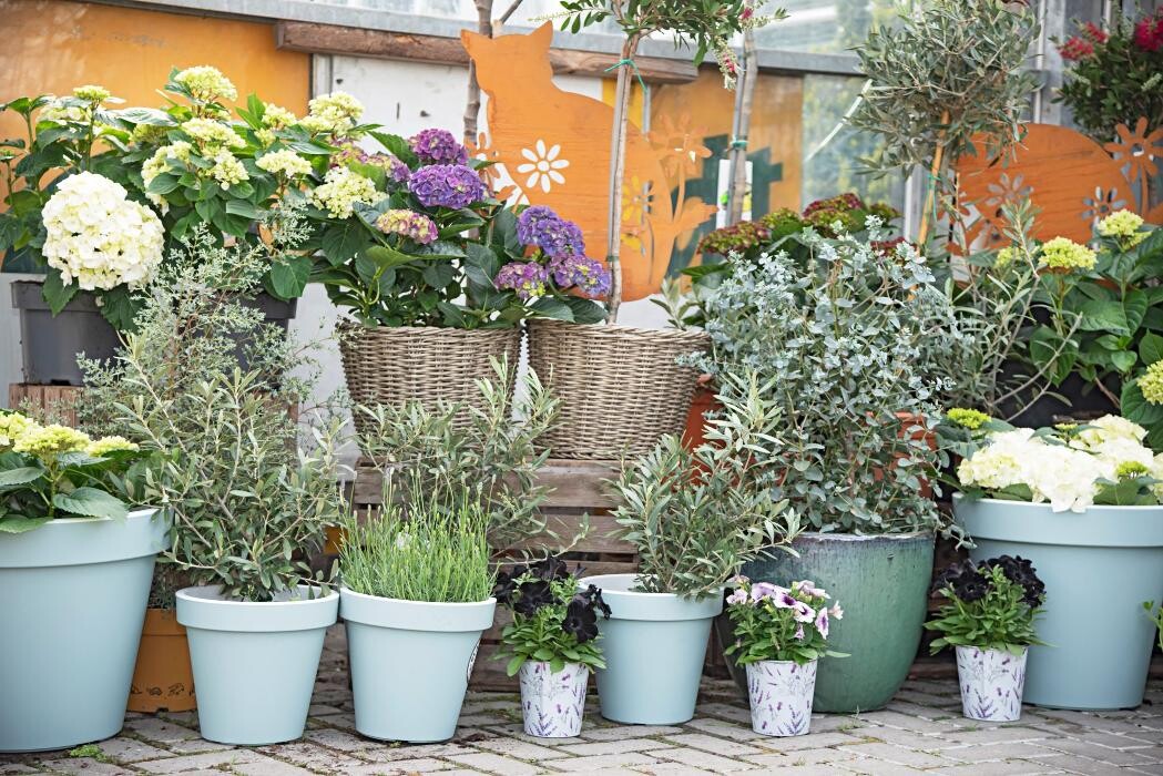 Bilder Markus Gebhardt | Gartencenter