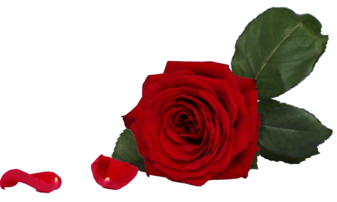 Bilder Bestattungen Chrappek GmbH