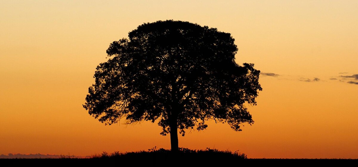 Bilder Bestattungen Jürgen Soos