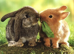 Bilder Kleintierpraxis Wimmer