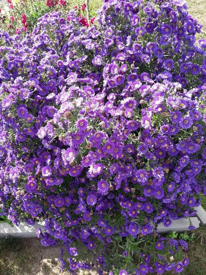 Bilder Pension Donar