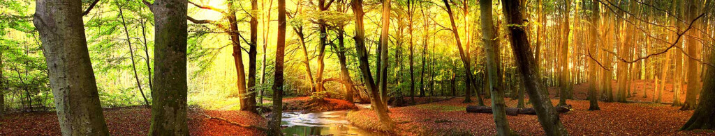 Bilder Jörg Fischer Tischlerei