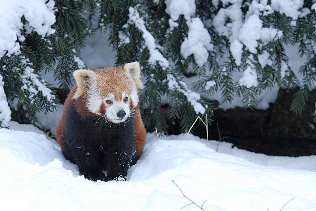 Bilder Naturschutz-Tierpark Görlitz