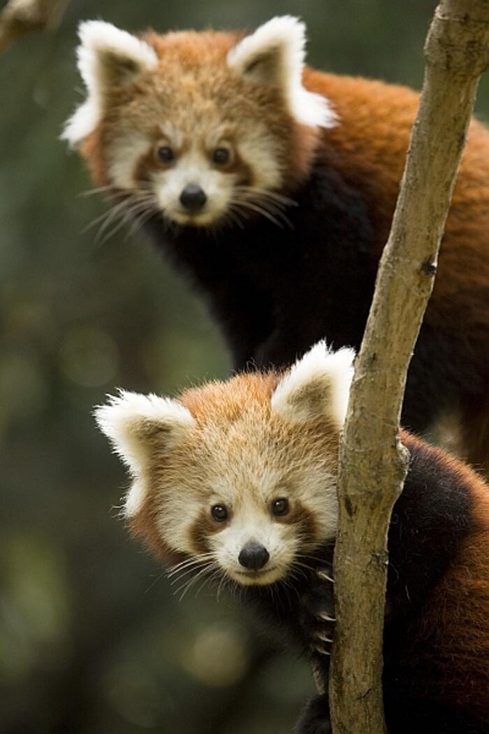 Bilder Naturschutz-Tierpark Görlitz