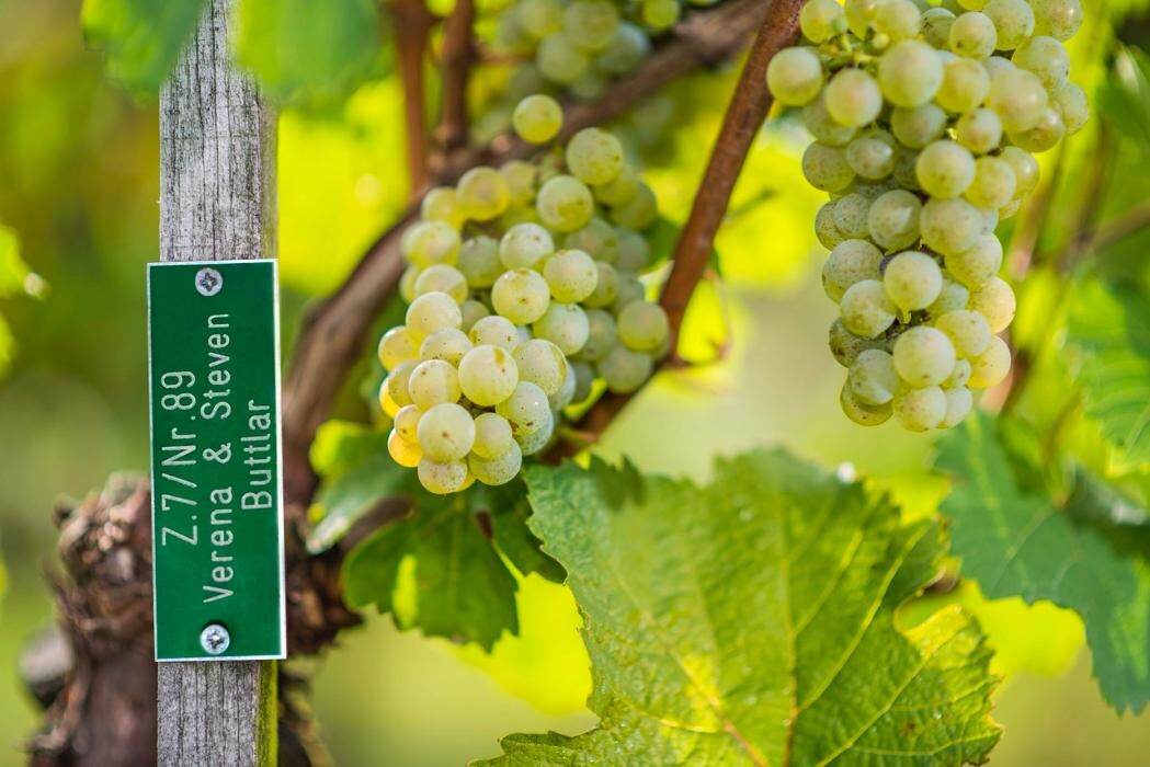 Bilder Balthasar Ress Weingut KG