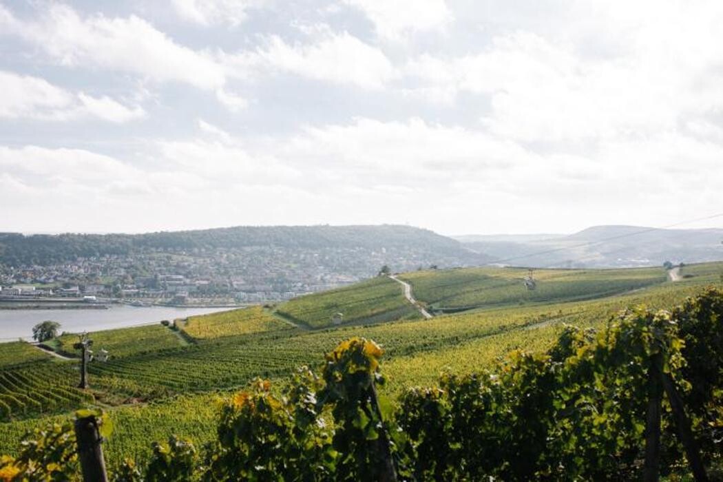 Bilder Balthasar Ress Weingut KG