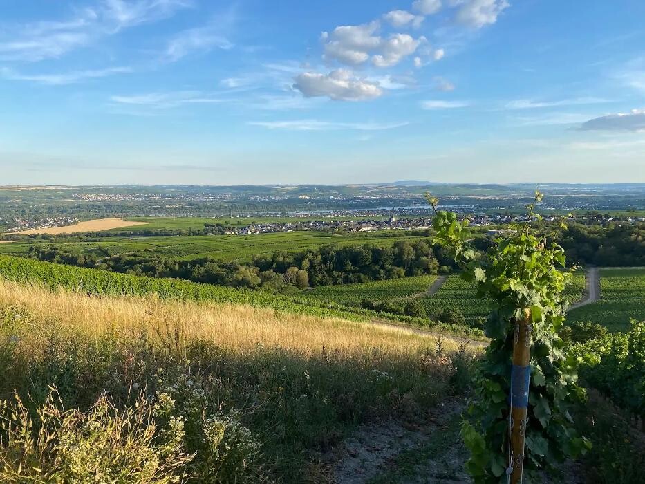 Bilder Balthasar Ress Weingut KG