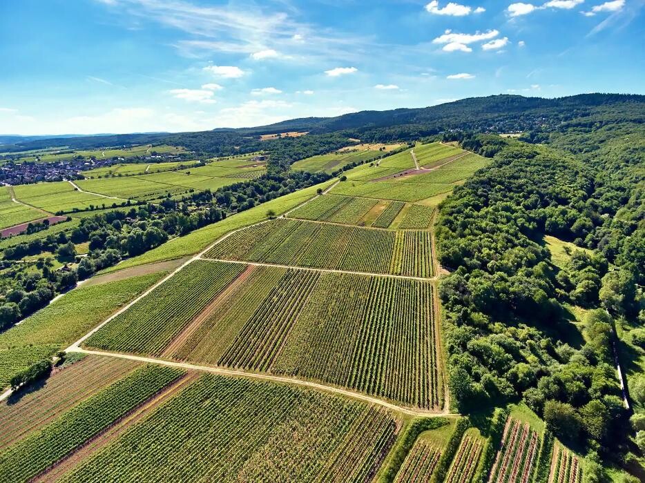 Bilder Balthasar Ress Weingut KG