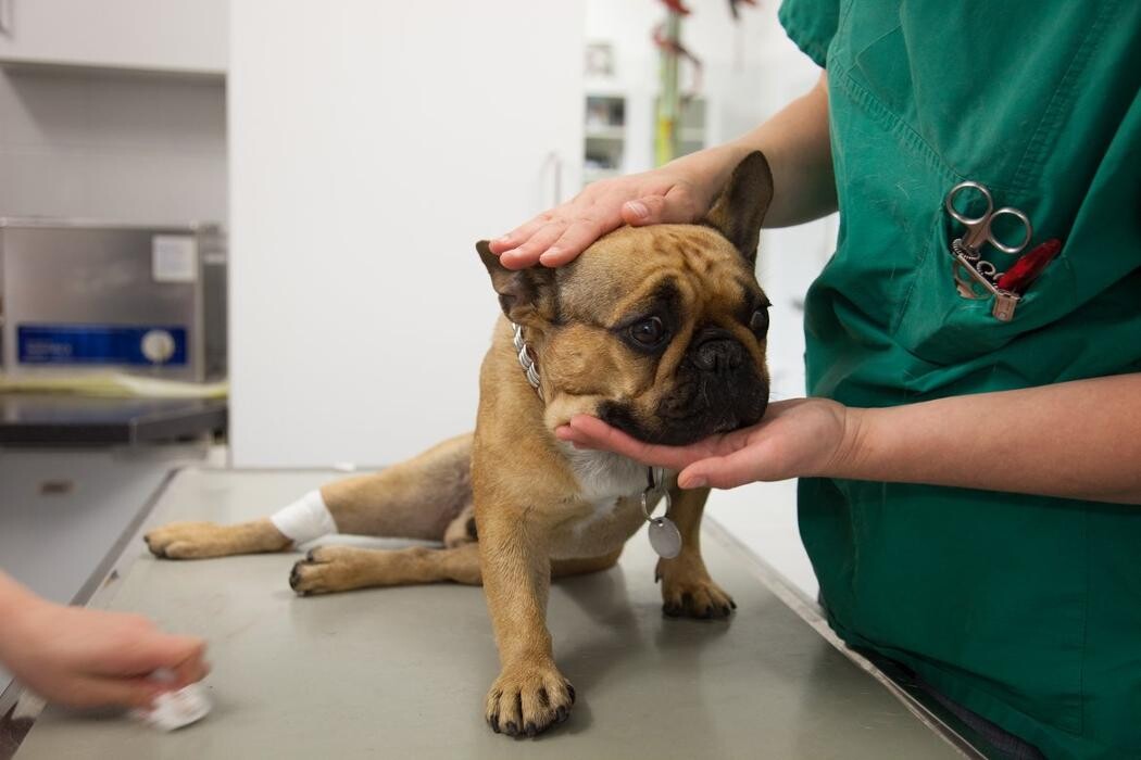 Bilder Tiermedizin Hochmoor - Tierärzte IVC Evidensia GmbH