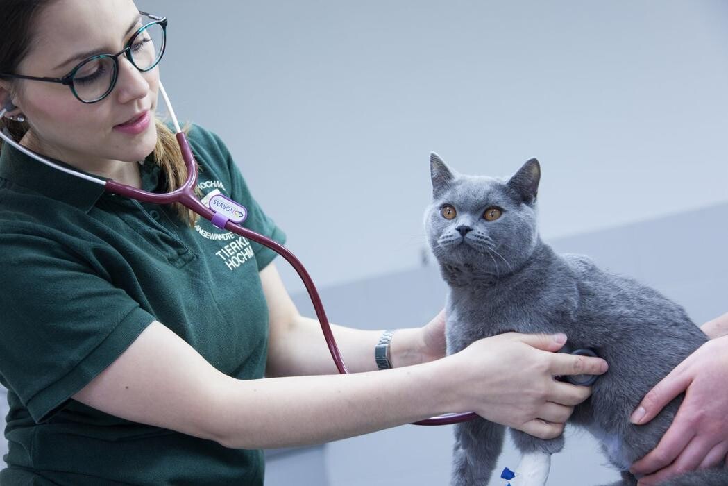 Bilder Tiermedizin Hochmoor - Tierärzte IVC Evidensia GmbH