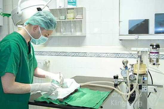 Bilder Tierarztpraxis Marc-Niklas Klingberg