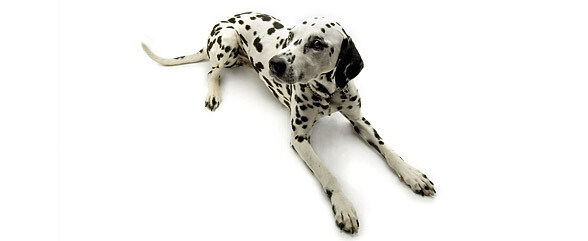 Bilder Tierarztpraxis Marc-Niklas Klingberg