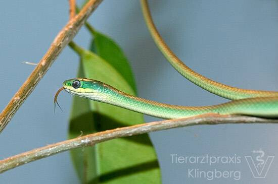 Bilder Tierarztpraxis Marc-Niklas Klingberg