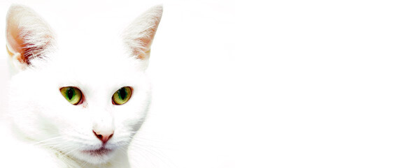 Bilder Tierarztpraxis Marc-Niklas Klingberg