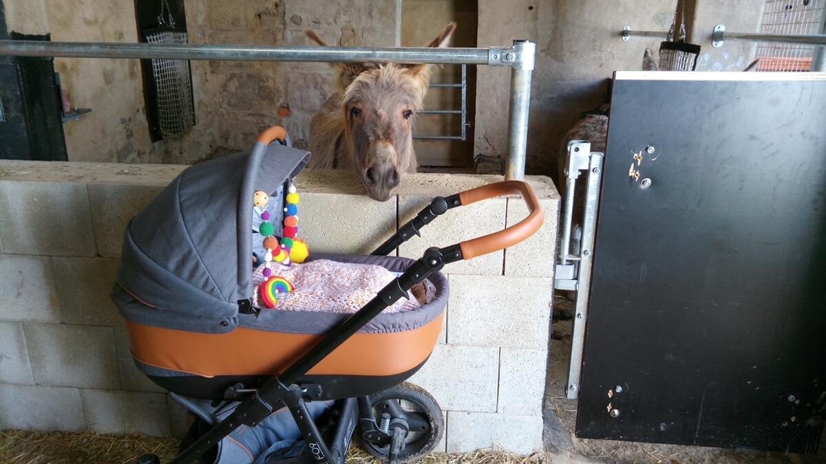 Bilder Kinderwagen Babymar - FEDER Kinderwagen