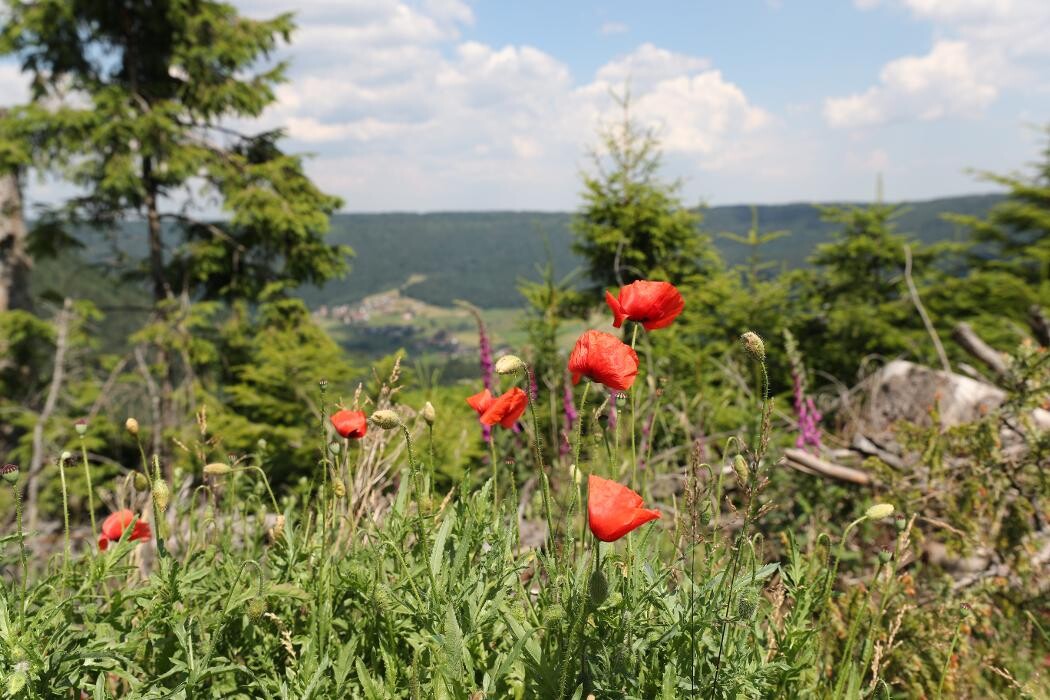 Bilder Hotel Ailwaldhof Parkhotel & Spa