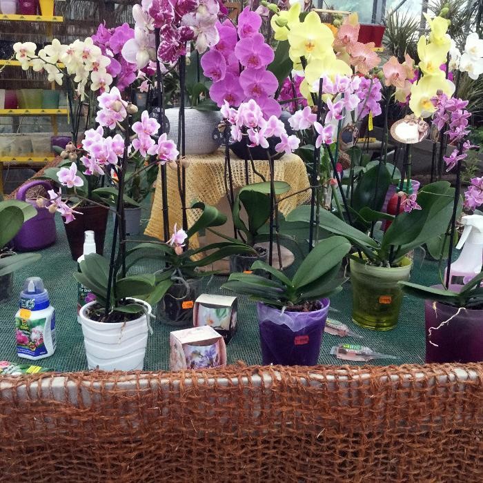 Bilder Pluta Gartencenter Brandenburg/Havel GmbH