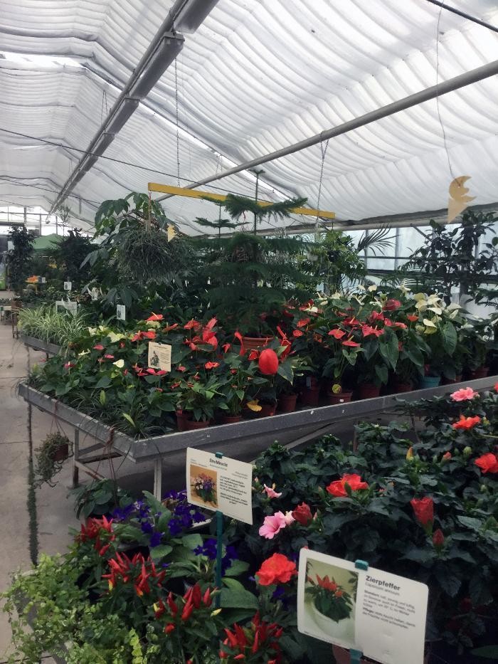 Bilder Pluta Gartencenter Brandenburg/Havel GmbH