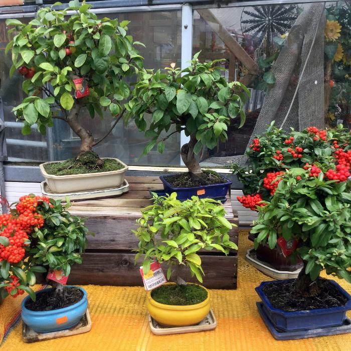 Bilder Pluta Gartencenter Brandenburg/Havel GmbH