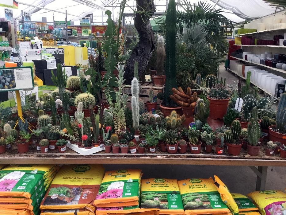 Bilder Pluta Gartencenter Brandenburg/Havel GmbH