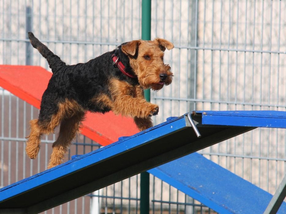 Bilder Dogland rhein-main