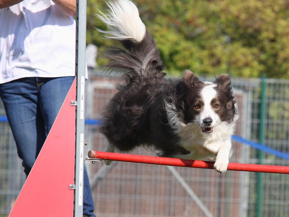 Bilder Dogland rhein-main