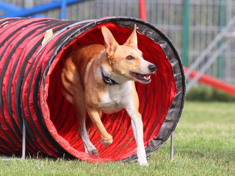 Bilder Dogland rhein-main