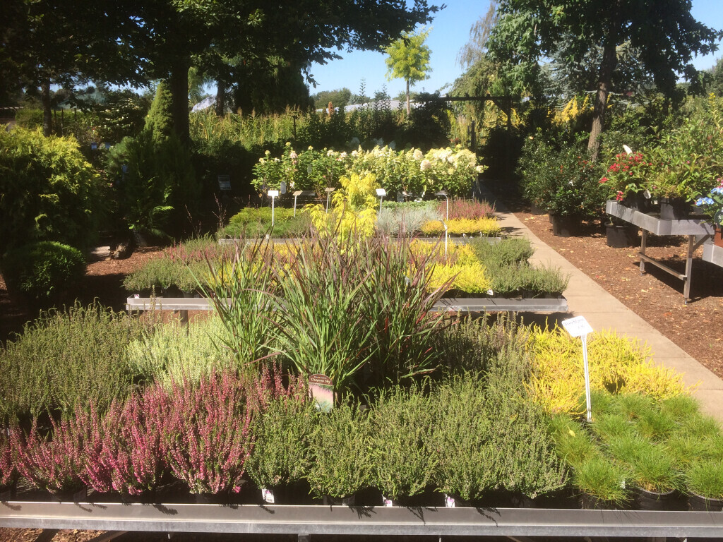 Bilder Baumschule Göricke