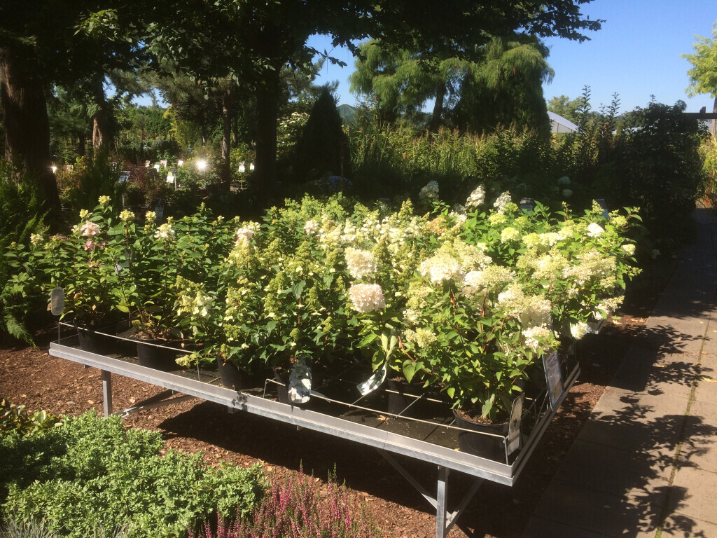 Bilder Baumschule Göricke