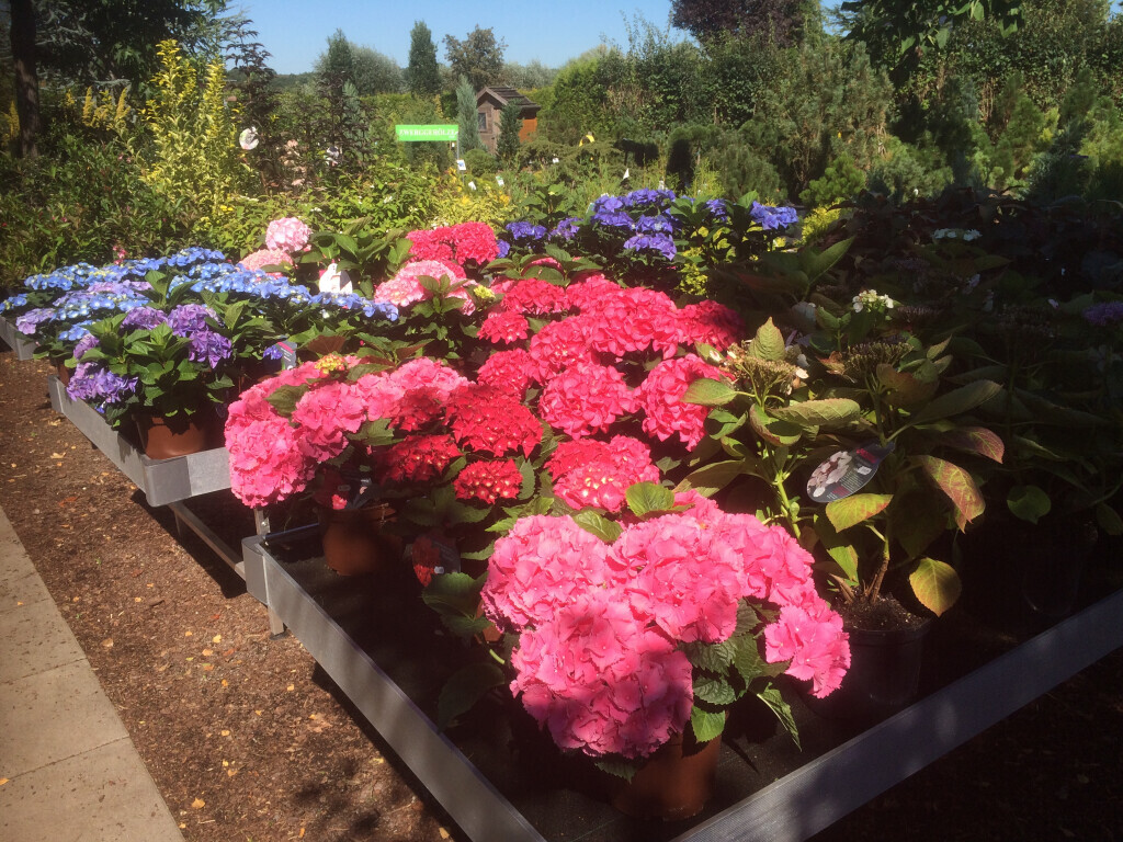 Bilder Baumschule Göricke