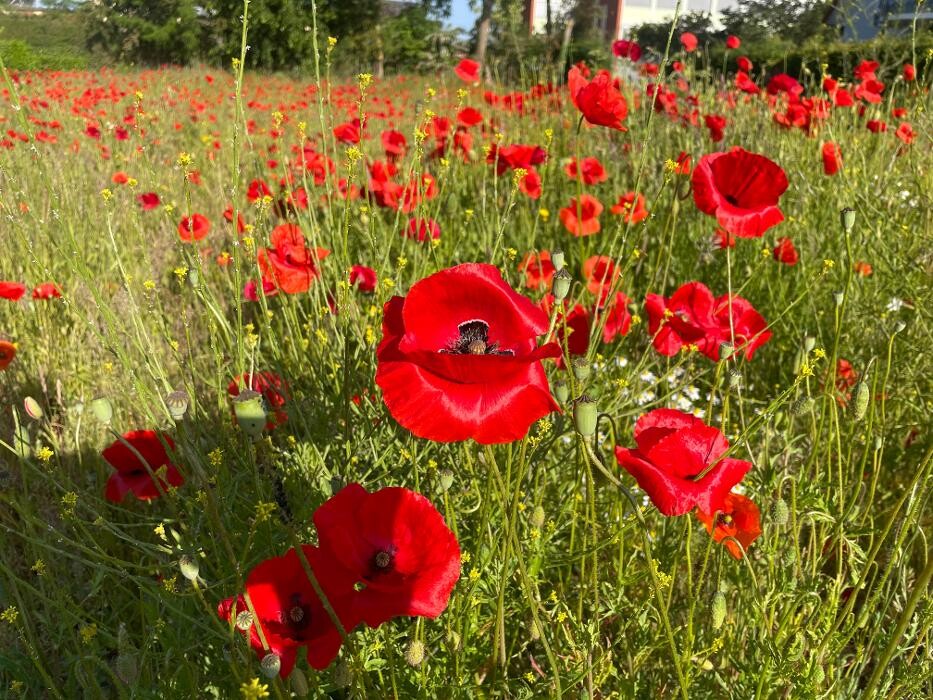 Bilder Ferienhaus Lütten Kulli
