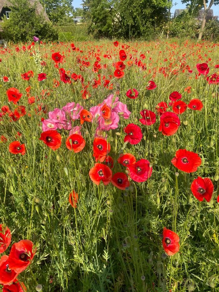 Bilder Ferienhaus Lütten Kulli
