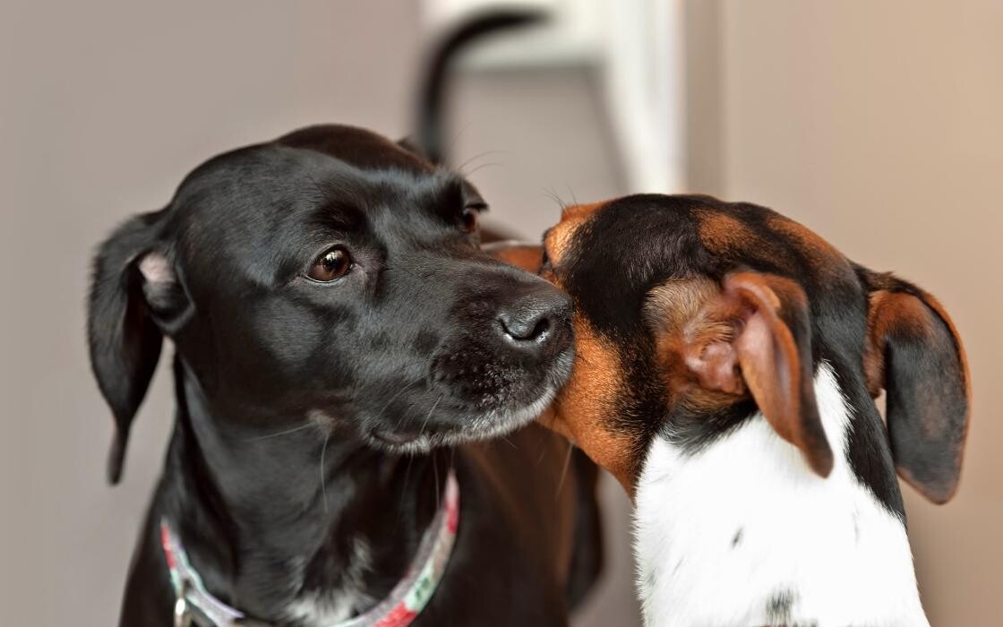 Bilder Tierarztpraxis Pfahl-Kreis, pets-in-motion