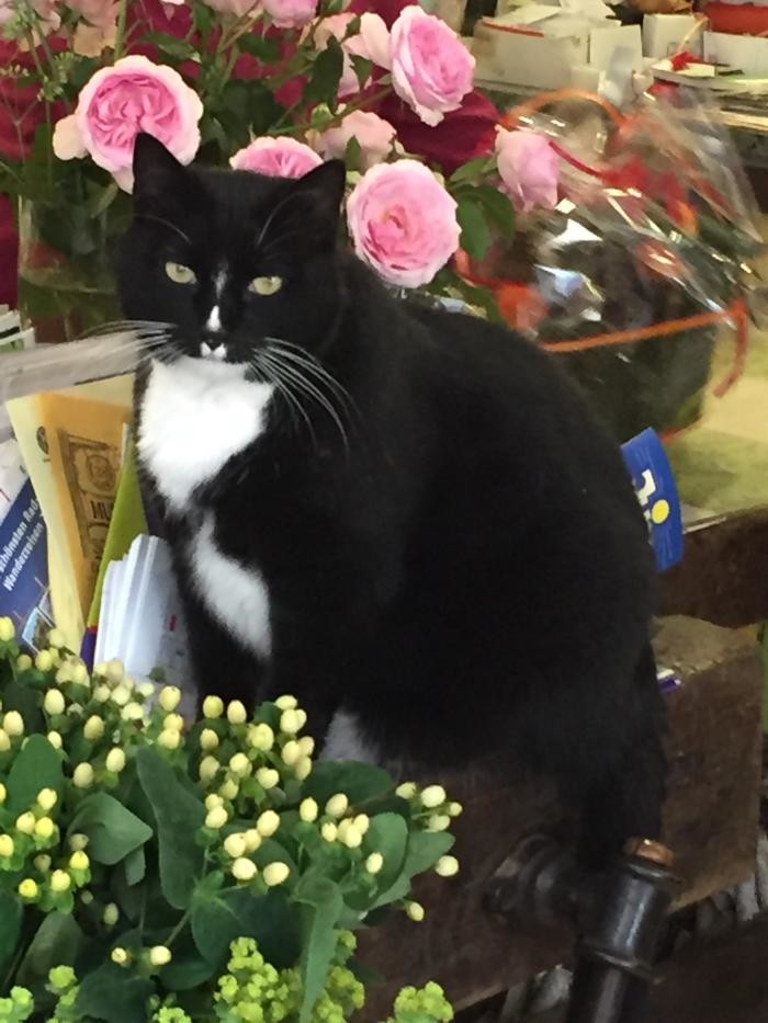 Bilder Tierarztpraxis Pfahl-Kreis, pets-in-motion