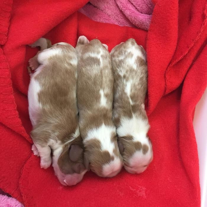 Bilder Tierarztpraxis Pfahl-Kreis, pets-in-motion