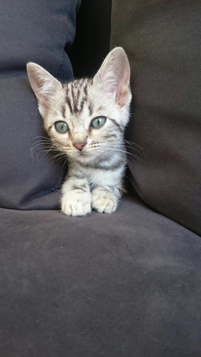Bilder Tierarztpraxis Pfahl-Kreis, pets-in-motion