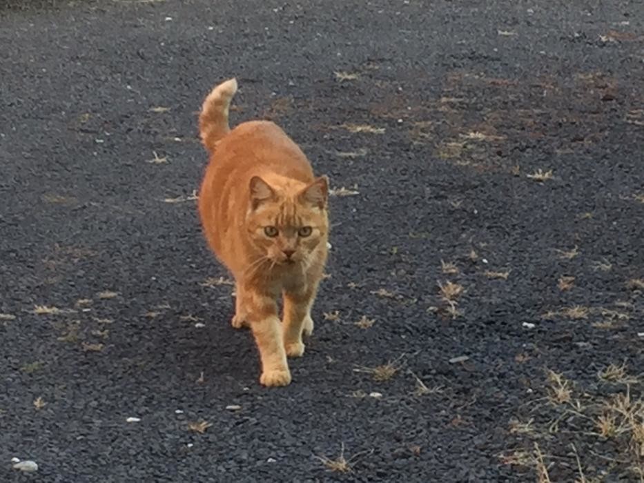 Bilder Tierarztpraxis Pfahl-Kreis, pets-in-motion